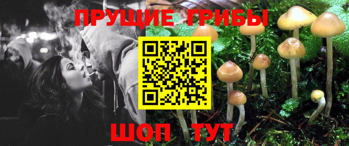 Галлюциногенные грибы Psilocybe Полысаево